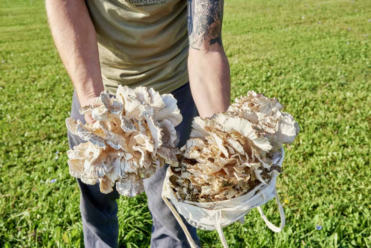 Nathaniel Wade shows off the hen of the wood mushrooms he foraged for Misery Loves Co. Photo by Dominic Perri